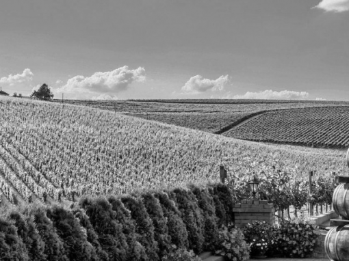 THE FRENCH CELLAR
